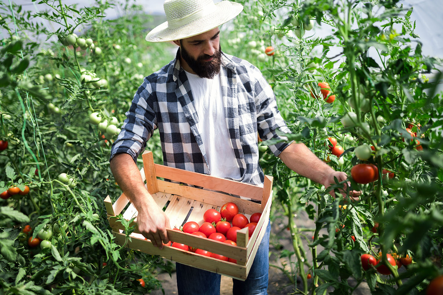 exploitant agricole tomate mutuelle generale d'avignon