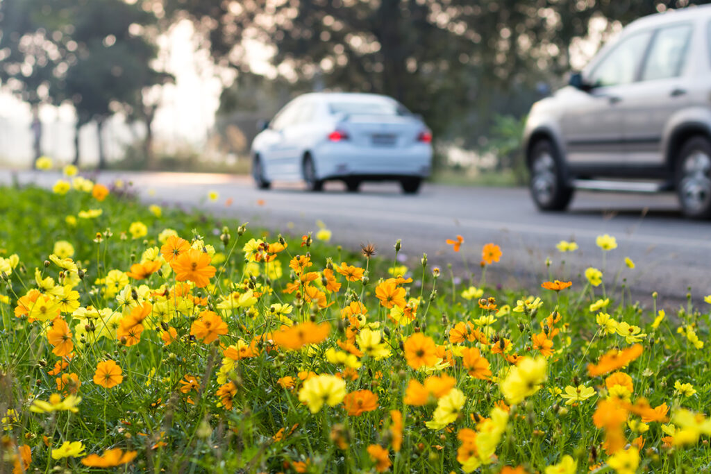 route tranquille voiture sur route avec petites fleurs en premier plan Mutelle Générale Avignon